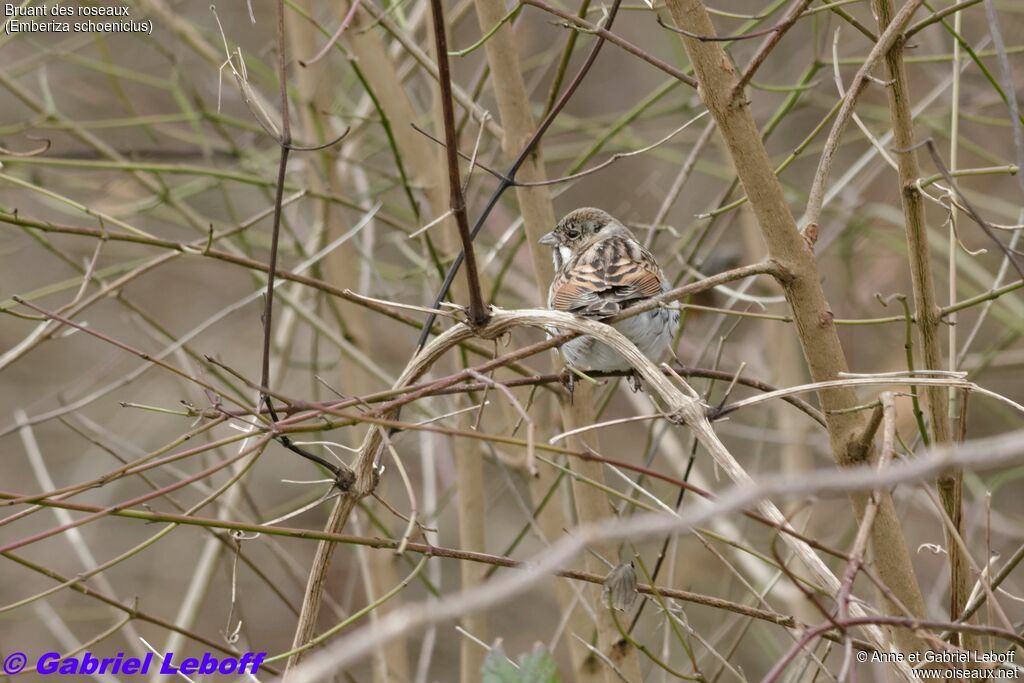 Bruant des roseaux