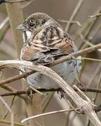 Common Reed Bunting