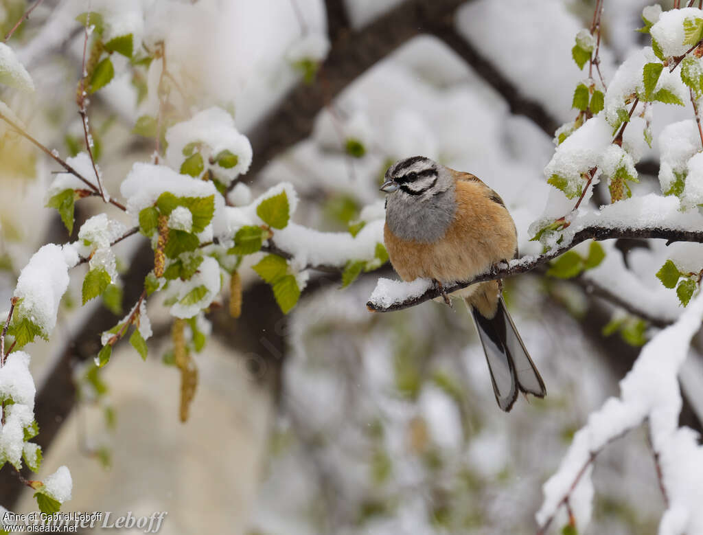 Rock Bunting male adult breeding, identification