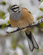 Rock Bunting