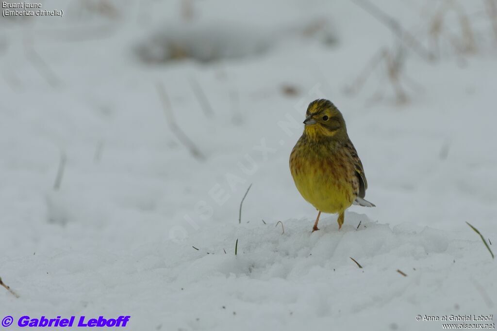 Yellowhammer male