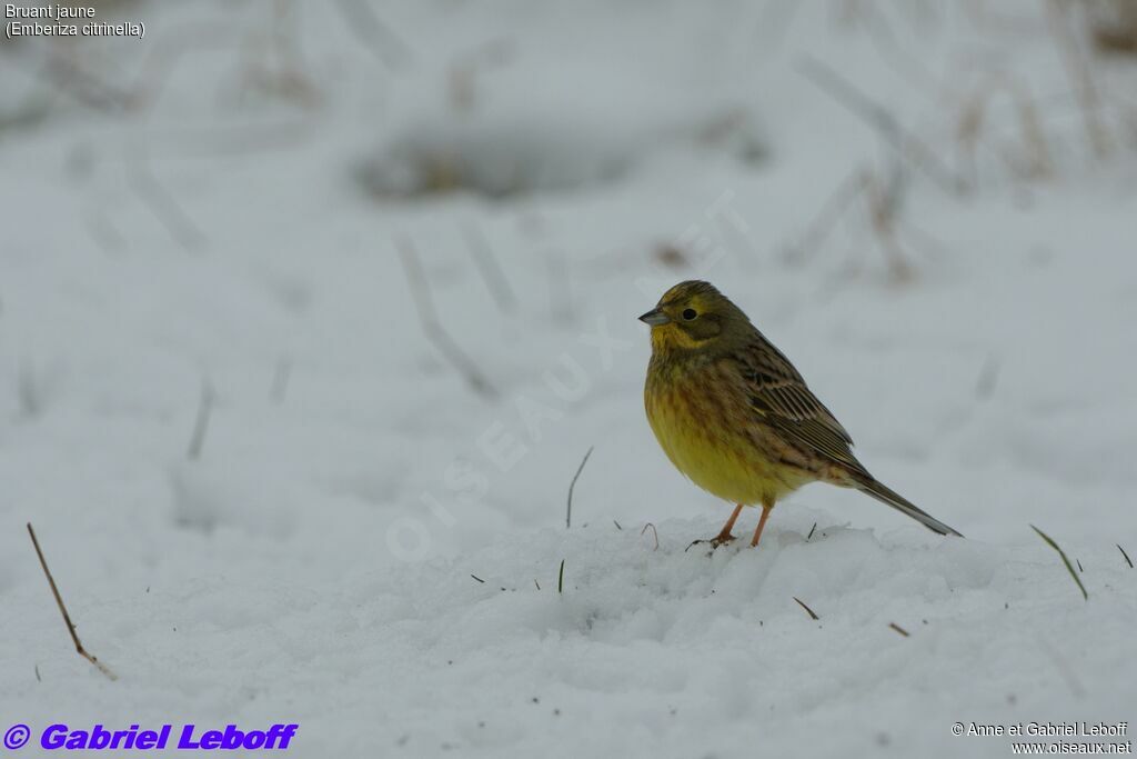 Bruant jaune mâle