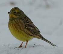 Yellowhammer