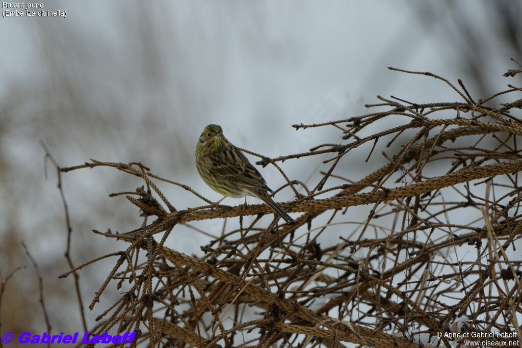 Bruant jaune femelle