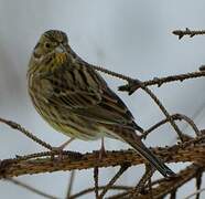 Yellowhammer