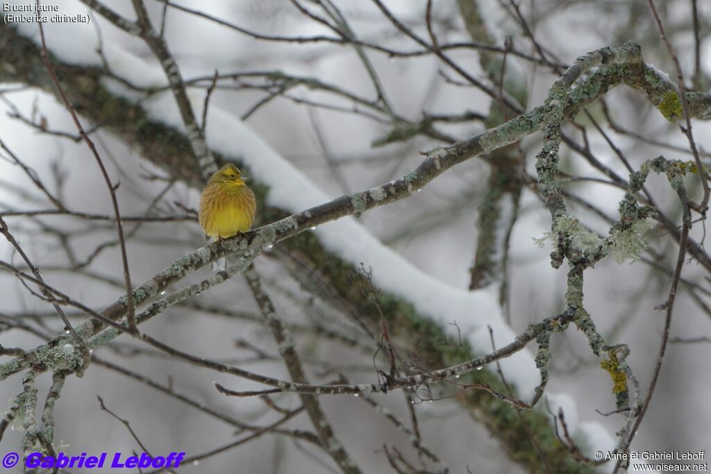 Yellowhammer