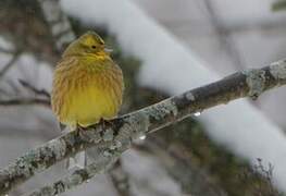 Yellowhammer