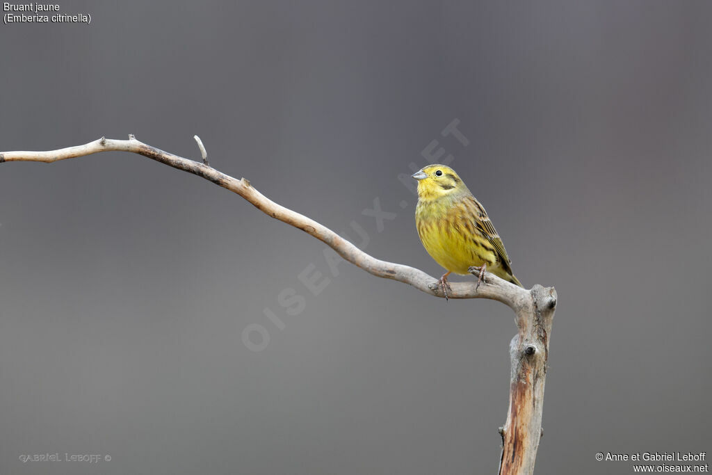 Bruant jaune mâle adulte