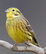 Yellowhammer