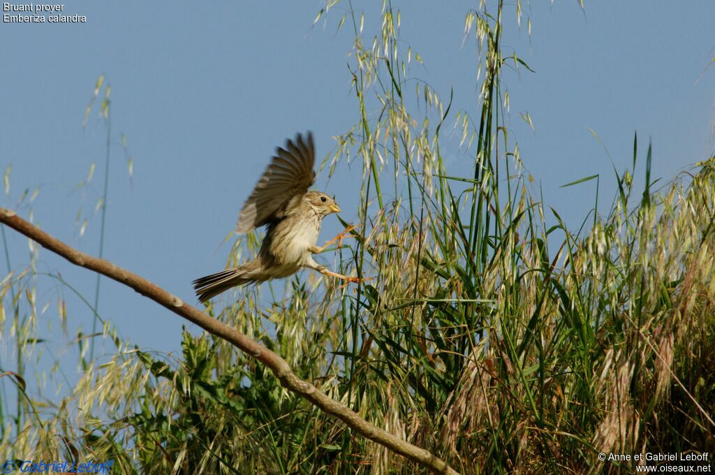 Corn Bunting