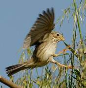 Corn Bunting