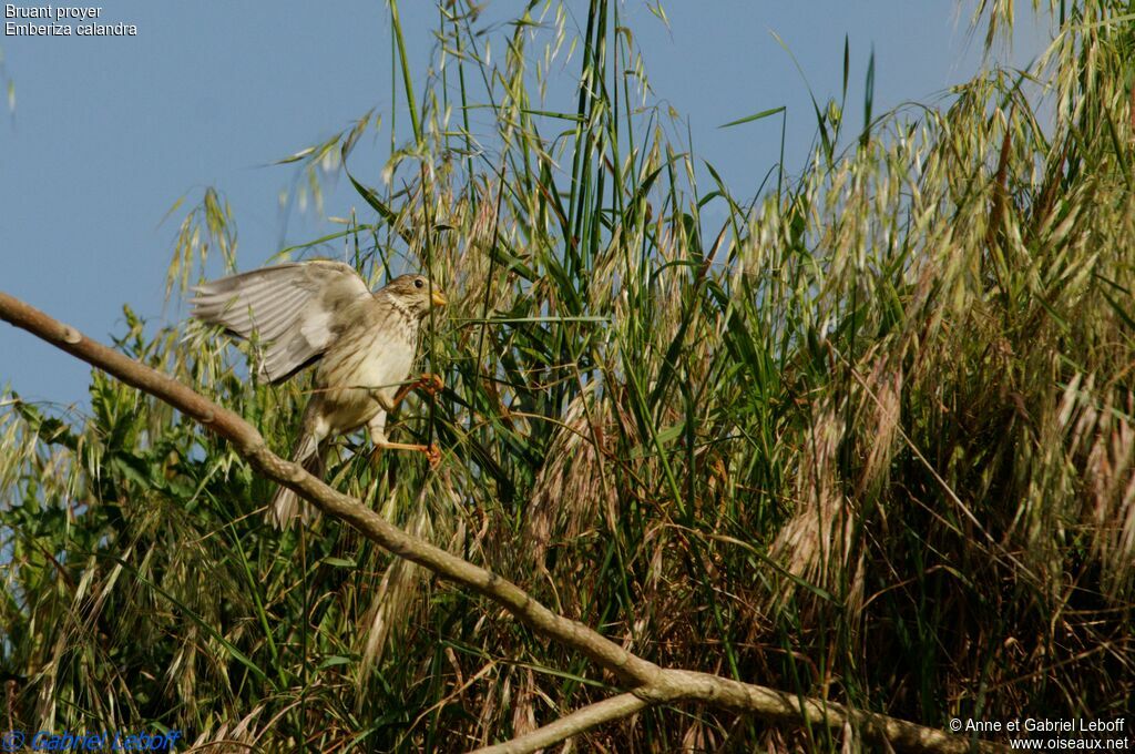 Corn Bunting