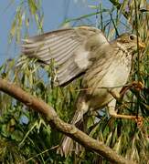 Corn Bunting