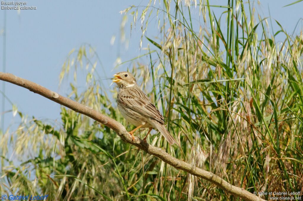 Corn Bunting