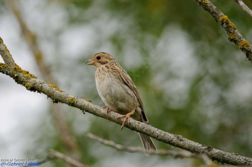 Bruant proyerjuvénile, identification