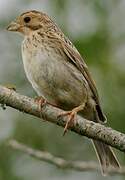 Corn Bunting