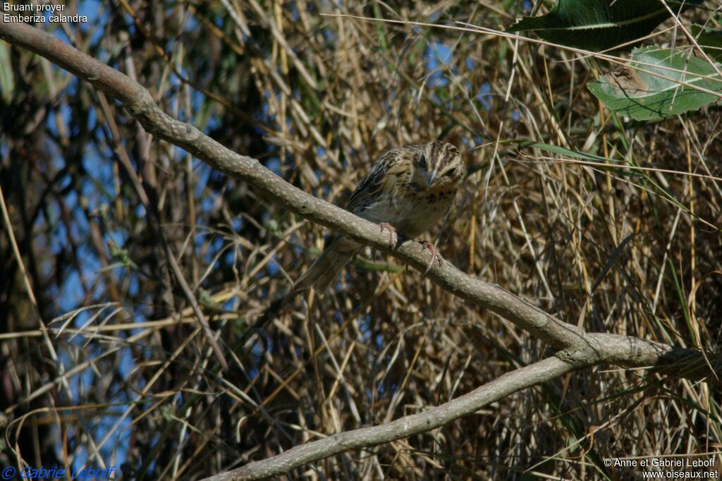 Corn Buntingjuvenile