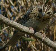 Corn Bunting