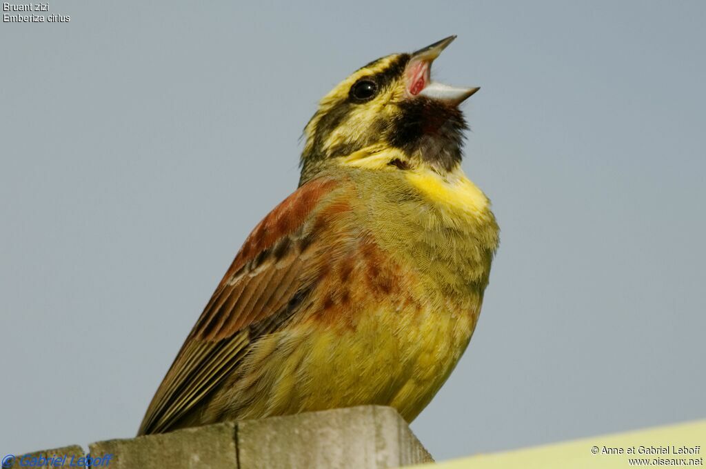 Cirl Bunting male adult post breeding