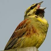 Cirl Bunting