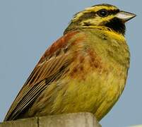 Cirl Bunting