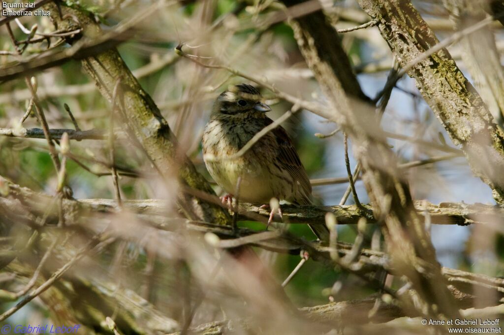 Cirl Bunting female