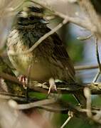 Cirl Bunting