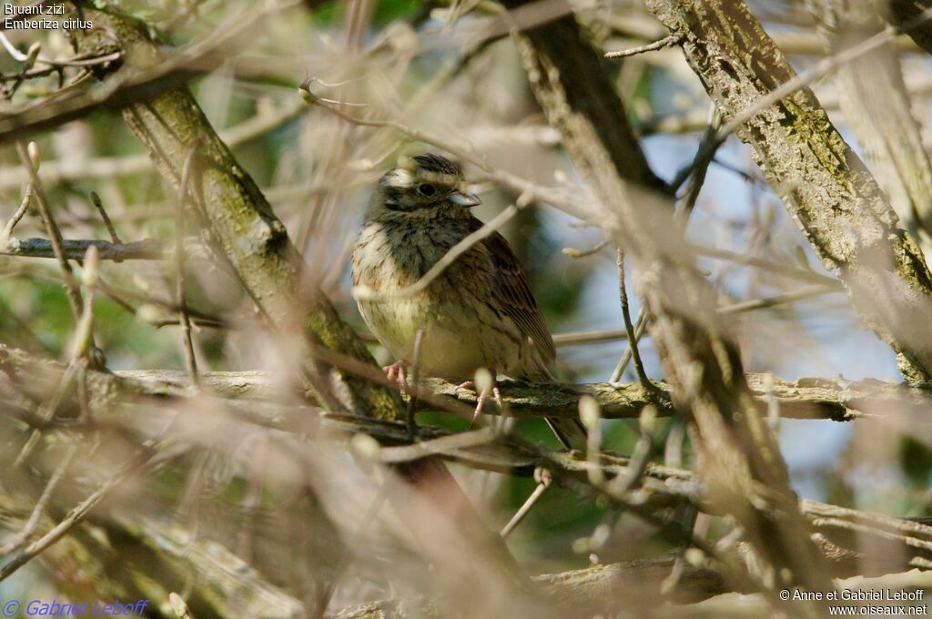 Cirl Bunting female