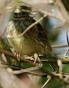 Cirl Bunting