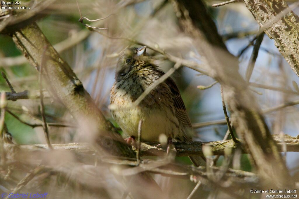 Cirl Bunting female