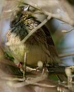 Cirl Bunting