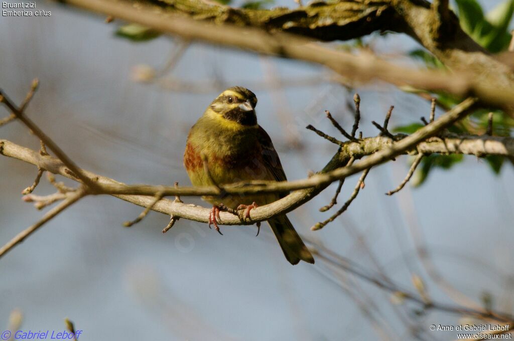 Cirl Bunting male