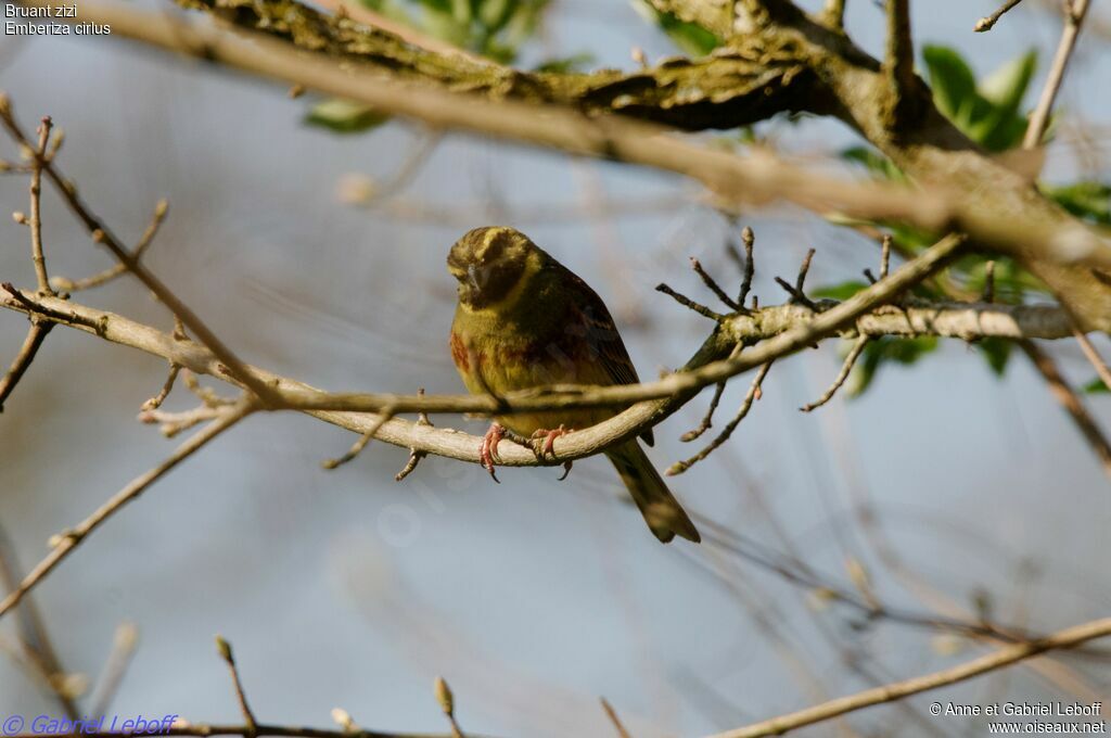 Cirl Bunting male