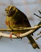 Cirl Bunting