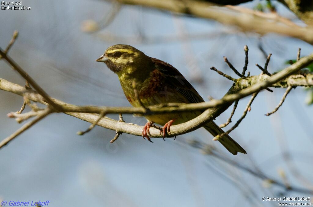 Cirl Bunting male