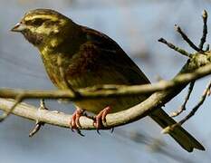 Cirl Bunting