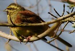 Cirl Bunting