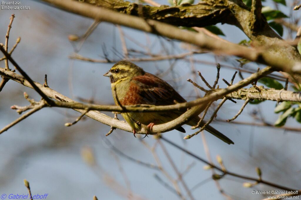 Cirl Bunting male