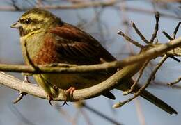 Cirl Bunting