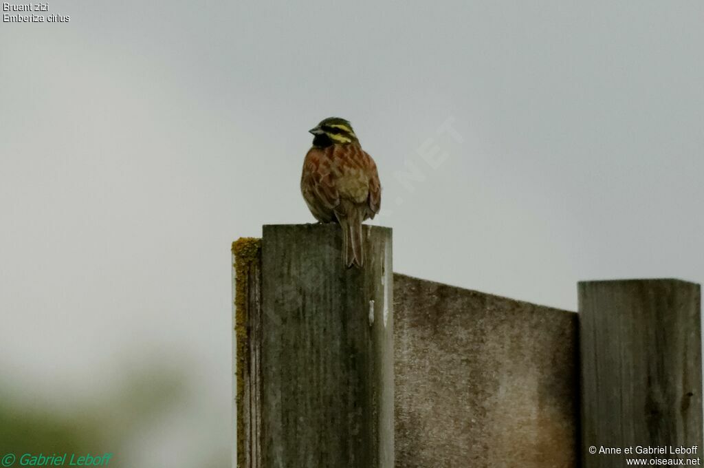 Cirl Bunting male