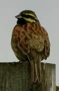 Cirl Bunting