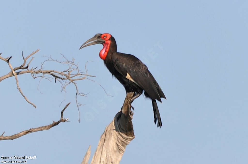 Southern Ground Hornbill male, identification