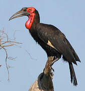 Southern Ground Hornbill