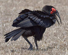 Southern Ground Hornbill