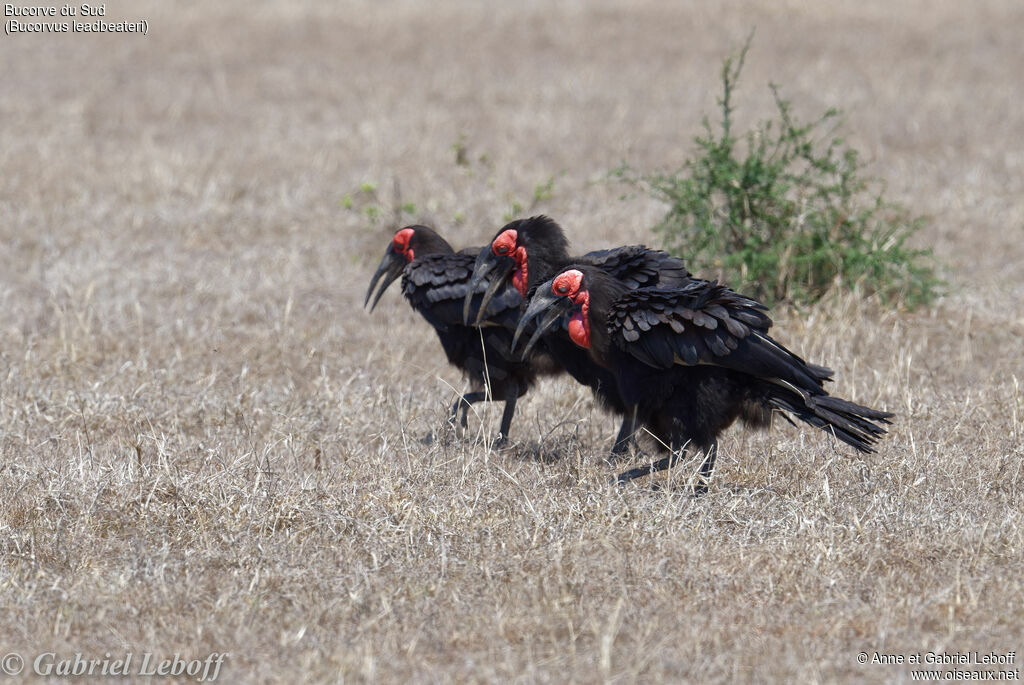 Southern Ground Hornbill