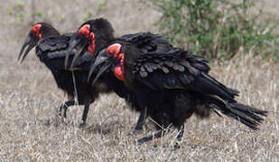 Southern Ground Hornbill