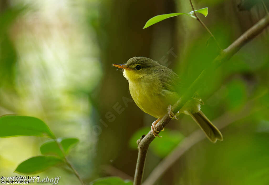 Bulbul à bec court, identification