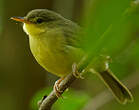 Bulbul à bec court