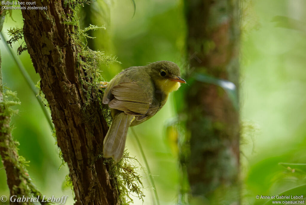 Bulbul à bec court