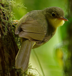 Bulbul à bec court